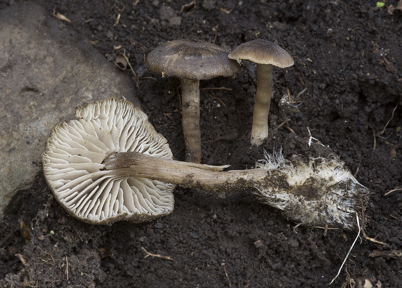 Clitocybe strigosa